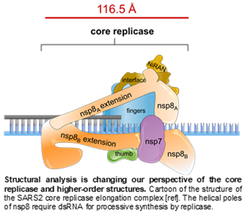 Coronavirus genome replication