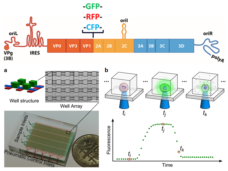 Single cell virology figure